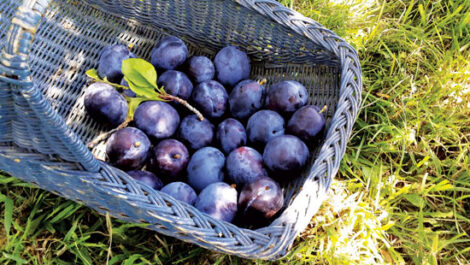 Heirloom Stories: Plums, Roses, Bulbs and More Image